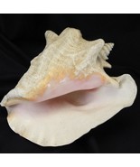Authentic Pink Queen Seashell Beach Wedding  Hawaii Tiki - $53.76 CAD