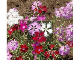 SMR Fringed Pinks Mix Dianthus Seeds Fresh Garden - $13.53