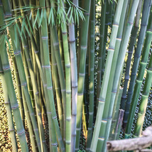 MBK 50 Bamboo Seeds Privacy Plant Garden Clumping Shade Screen Angel Mis... - $11.90