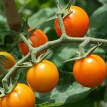 Sun Gold Tomato Seeds Sungold Seeds 25 Seeds Gardening USA SHIPPING - £11.11 GBP