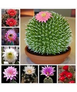 100 Seeds MIXED CACTUS Flower Seed Succulent Plants Ornamental attractiv... - £23.12 GBP