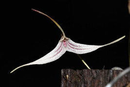 Trisetella Hoeijeri Mini Miniature Orchid Potted - £37.17 GBP