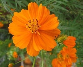 35 Cosmos Cosmic Orange Flower Seeds /Long Lasting Annual /Drought Tolerant Fres - £11.79 GBP