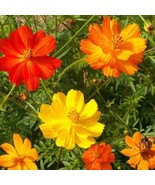 SEPTH Sulphur Cosmos Seeds 125 Seeds Or 1 Gram B238 - $11.52 CAD