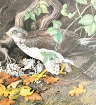 Honey Buzzard Art Print Color Plate Birds Of Prey Vintage Nature 1979 DW... - $34.99
