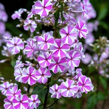 New Fresh Seeds 20 Meadow Phlox Maculata Mixed Colors Wild Sweet William Native  - $14.90