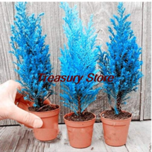 50 Seeds Italian Blue Cypress Tree Desk Plants Christmas Tree Flower Pot... - $9.81