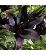 200 Seeds Large Bonsai Lilium Flower - $219.02 MXN