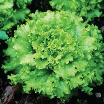 SEPTH Grand Rapids Lettuce Seeds 600+ Vegetable Non-Gmo - £2.82 GBP