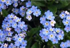 Blue Forget Me Not Flower Seeds (Cynoglossum amabile) Fresh Heirloom 100+ Seeds - £6.28 GBP