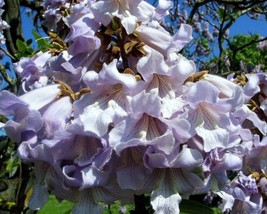 Paulownia Tomentosa (Princess Tree) 2000 seeds - $9.00