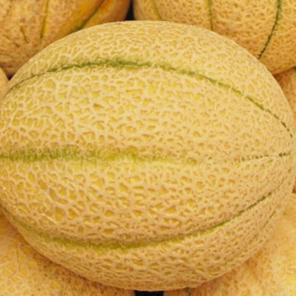Iroquois Melon 50 Seeds for colorfull garden NON GMO - $6.55