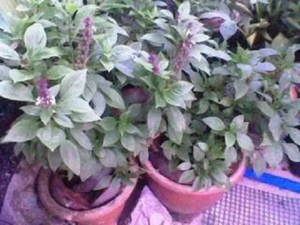Top Seller 500 Anise Persian Basil Ocimum Basilicum Herb Flower Seeds - $14.60