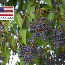 Ligustrum Japonicum Wax Leafed Privet 25 Seeds Fresh Seeds USA - $15.84