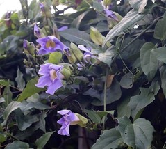 Thunbergia Grandiflora Bengal Clockvine 5 Seeds Garden Beautiful USA Seller - $27.58