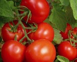 Bonny Best Tomato Seeds 20 Indeterminate Garden Vegetables Sauce Fast Sh... - $8.99