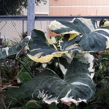 USA SELLER Mickey Mouse Xanthosoma Albo Marginata Variegated Alocasia Elephant E - £67.29 GBP