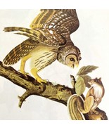 Barred Owl Bird 1946 Color Art Print John James Audubon Nature DWV2F - €34,48 EUR