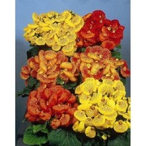 25 Calceolaria Pocketbook Plant Annual Flower Seeds Gardening USA Shipping - $10.00