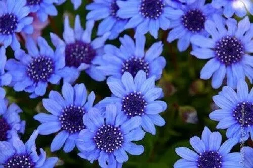 New Fresh 50 The Blues Blue Daisy Felicia Heterophylla Kingfisher Flower Seeds - £9.04 GBP