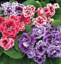 25 Pc Seeds Pelleted Gloxinia Avanti Mix Flower Seeds For Planting | RK - £18.46 GBP