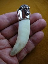 (G963-18-1) Big LARGE 3-1/4&quot; GATOR Alligator Tooth SILVER CAP gators Pen... - $373.05