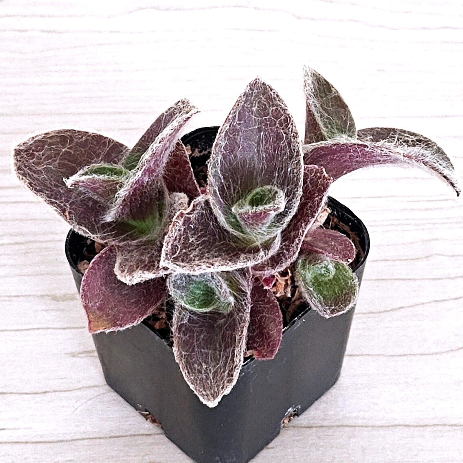 Succulent Live Plant - Tradescantia Wandering Jew Pale Puma - In 2&quot; Pot - $14.51