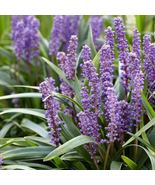 Liriope Muscari Bulk Wholesale - 50 Seeds - $10.19