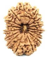 Super Collector Size 15 Face Rudraksha - Nepal - 30.71 mm  - Lab Certified - $1,369.33 CAD