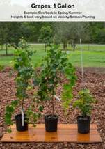 Carlos Muscadine grape plant, 2 year old, 2-4 ft. tall. Bare root - £36.19 GBP