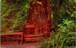 Vtg Mike Roberts Chrome Postcard Giant 29&#39; Circumference Sequoia Tree Redwoods - £3.12 GBP