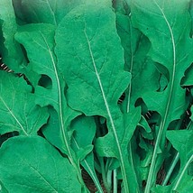 100 Seeds Lettuce Seed Arugula Roquette Greens Heirloom Organic Non Gmo - £12.86 GBP