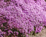 Creeping Thyme Groundcover Perennial Purple Fragrant Non-Gmo 500 Seeds 6 - $4.49