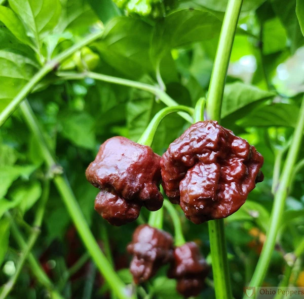 25 Seeds 7 Pot Douglah Pepper Garden Vegetables Planting US Fast Shipping - $68.16 MXN