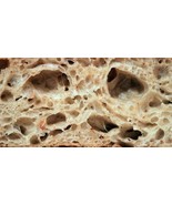 sourdough starter yeast from the san francisco wharf old and sour bonanza - $7.75