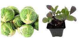 USA Seller - Long Island Improved Brussels Sprouts - 4&quot; Pot - £32.22 GBP