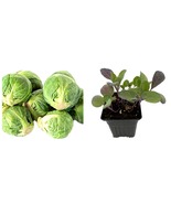 USA Seller - Long Island Improved Brussels Sprouts - 4&quot; Pot - £32.19 GBP