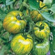 JGBOS Sell Green Zebra Tomato ~30 Seeds Heirloom Nongmo Vegetable Gardening Seed - £6.95 GBP