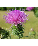 RD 200+ Scottish Thistle Seeds for Garden Planting  - $7.01 CAD