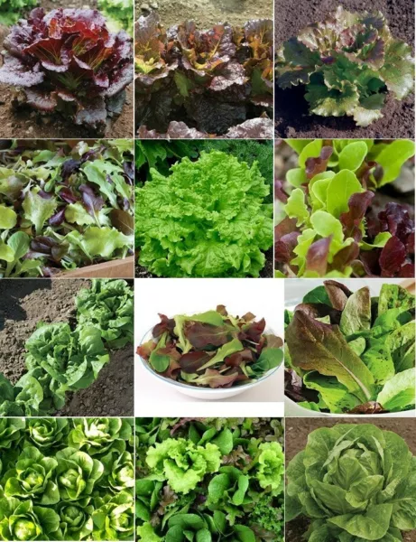 6 Pack Lettuce Seed Collection Heirloom Seed 2024 Non-Gmo Fresh Garden - £12.03 GBP