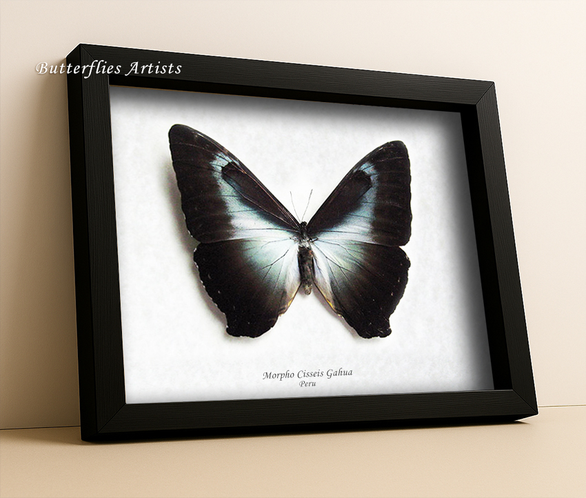 Blue Sunset Butterfly Morpho Cisseis Gahua XL RARE Framed Entomology Sha... - $119.99