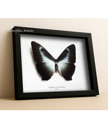Blue Sunset Butterfly Morpho Cisseis Gahua XL RARE Framed Entomology Sha... - €102,96 EUR