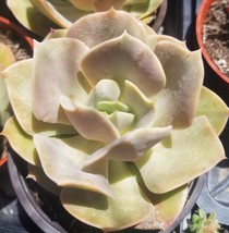 Echeveria Lolita (4&quot; pot) - £8.78 GBP