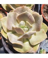 Echeveria Lolita (4&quot; pot) - $15.03 CAD
