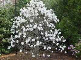 Star Magnolia 4" pot shrub  Magnolia stellata image 4