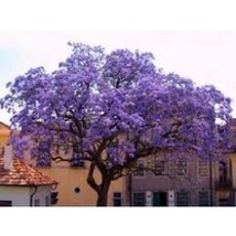 25 Seeds Perenne Empress Semi/World&#39;S Fastest Coltivazione Albero/Paulownia  SS - £11.03 GBP