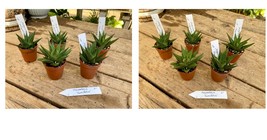 2&quot; Pot Succulent Haworthia Limifolia Fairy&#39;s Washboard Live Plant - £14.42 GBP