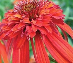 200Seeds Hot Papaya Echinacea Seeds Fire Hot Double Petals With Orange Head Cone - $11.28