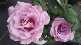 Angel Face Floribunda 3 Gal Mauve Lavender Rose Bush Plants Shrub Plant ... - $53.30
