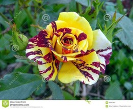 10 Seeds Hocus Pocus Rose Heirloom Seeds Quick Plant Swiftly Beautify Space - £6.81 GBP